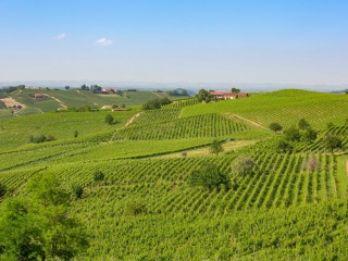 TREKKING NEL BOSCO DELLE SORTI LA COMMUNA & I BABACI (feat. LA STRADA DEI VINI E DEI SAPORI DEL GRAN MONFERRATO)