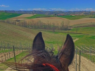 A CAVALLO TRA LA NATURA (feat. LA STRADA DEI VINI E DEI SAPORI DEL GRAN MONFERRATO)