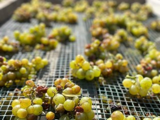 IN THE VALLEY OF MOSCATO PASSITO WINE (FEAT. FOOD AND WINE ROAD OF GRAN MONFERRATO)
