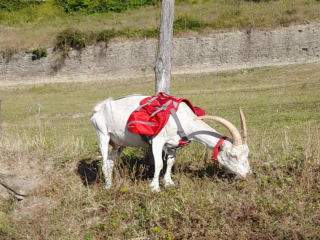 PACKGOATS TREKKING CON LE CAPRE (feat. LA STRADA DEI VINI E DEI SAPORI DEL GRAN MONFERRATO)