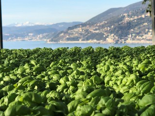 GENOA, THE SCENT OF THE SEA AND BASIL