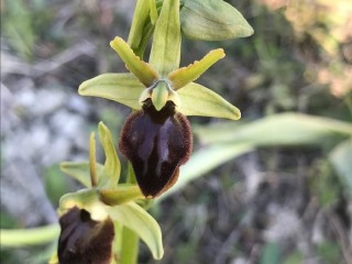 NATURA ORCHIDEE E VINO, UN VIAGGIO NELLA BIODIVERSITA'  (CANTIERE IN CANTINA)