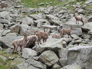 Photographic safari on the Alta Via Canavesana<br>Discover the wild side of the Gran Paradiso National Park