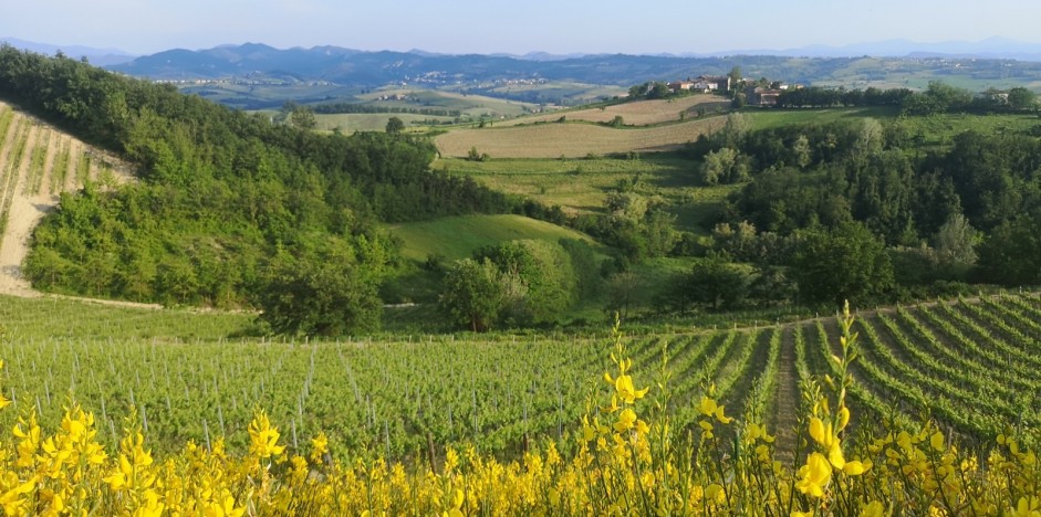 CANTINE ACCOGLIENTI: ERKUNDUNGSTOUR DER WEINGÜTER – WEINTOURISMUS IN DER PROVINZ ALESSANDRIA - 1/4