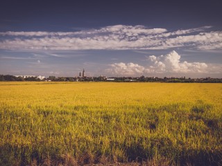 Rice fields in Novara